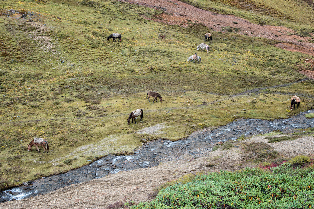 Chevaux qui paissent au bord d'une rivière, Bhoutan