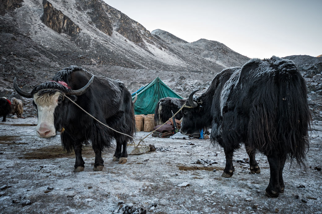 Yaks au bivouac de Jichu Dramo, Bhoutan