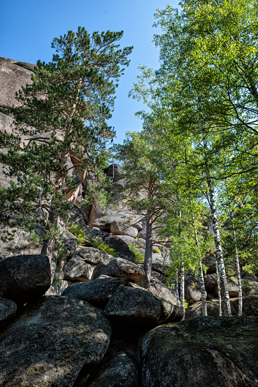 Bouleaux et pins près du premier pilier de Stolby, Russie
