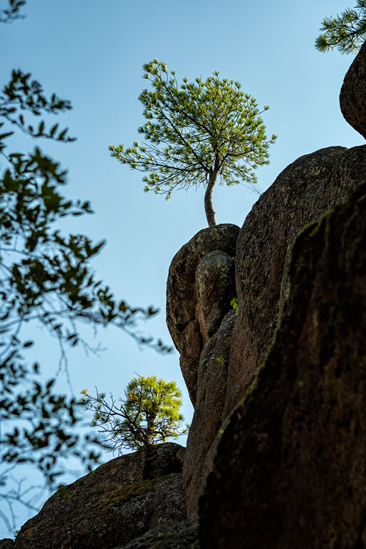 Arbres sur le rocher de la porte du lion à Stolby, Russie