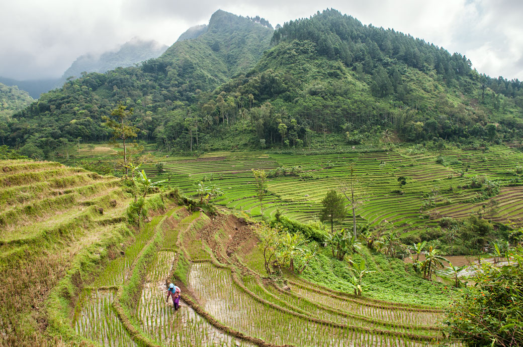 Femme dans les rizières en terrasse près de Magelang, Indonésie