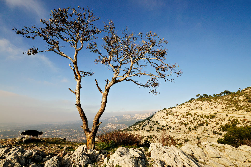 Arbre solitaire sur le Mont Faron, France
