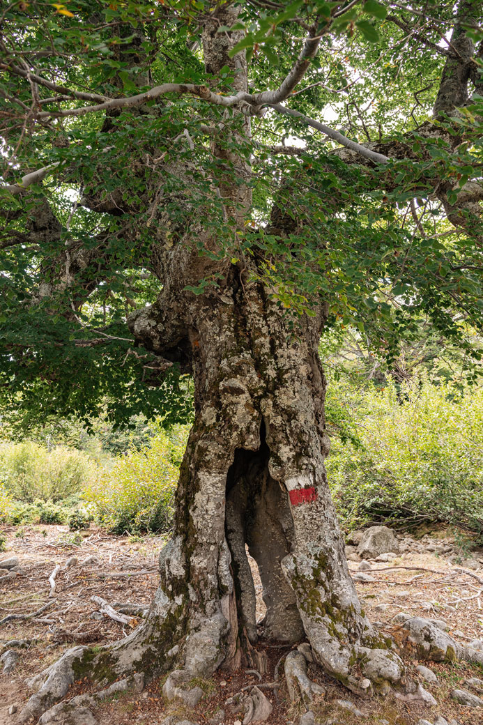 Vieil arbre sur la 6e étape du GR20, Corse