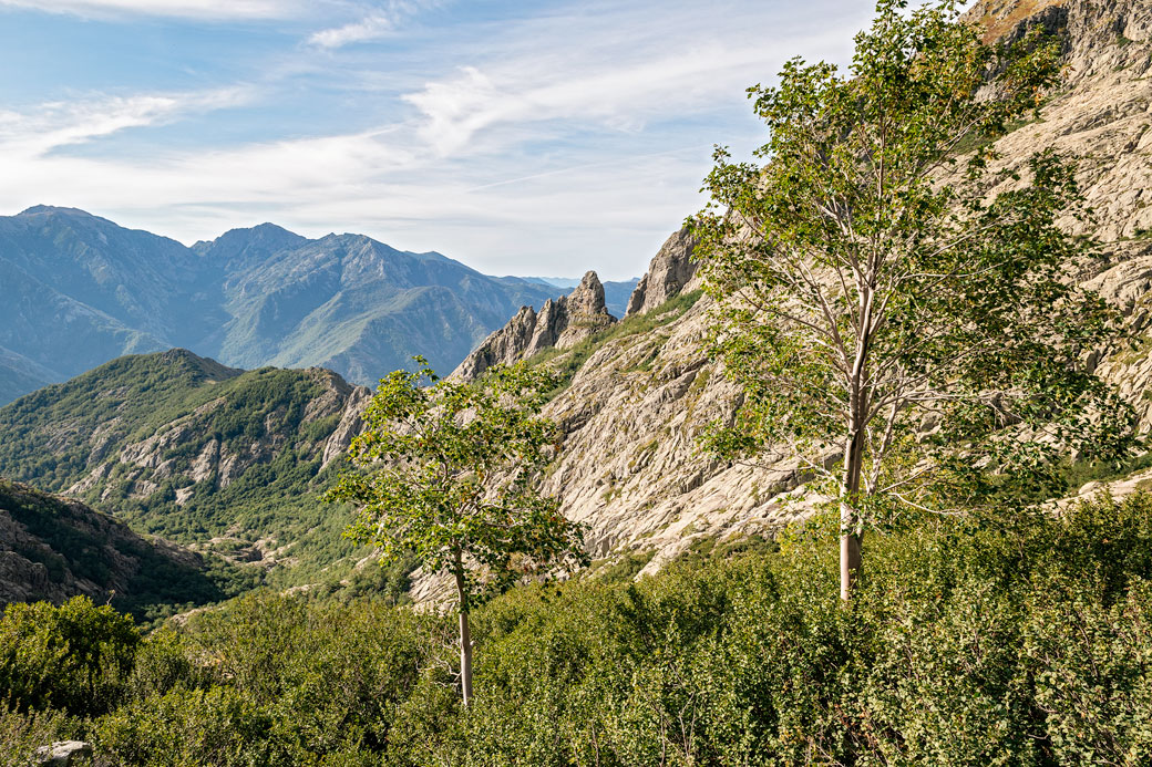 Arbres isolés dans la vallée de l'Agnone, Corse