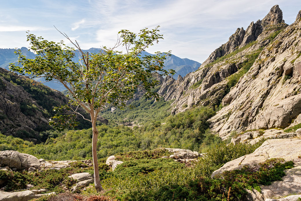 Arbre isolé lors de la descente vers Vizzavona, Corse