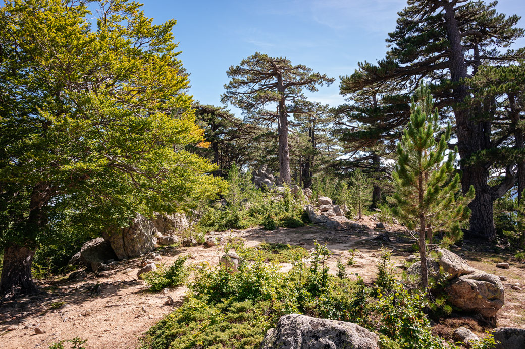 Arbres divers sur la 10e étape du GR20, Corse